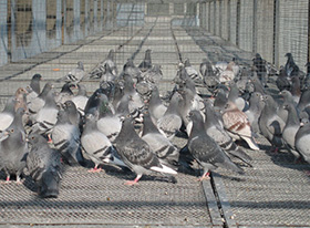 張家口鵬展農業賽鴿公棚